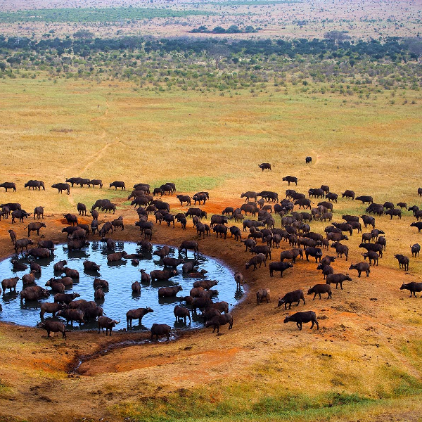 Tanzania Safaris