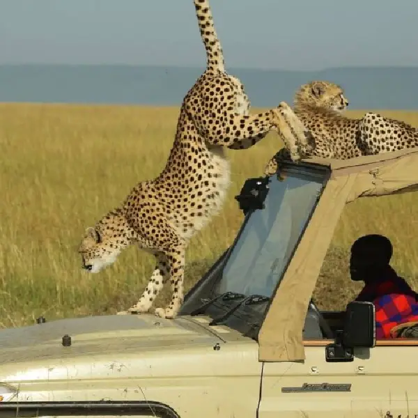 Kenya Safaris