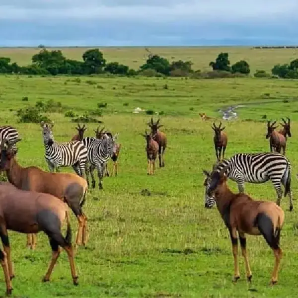 8 DAYS MASAI MARA – LAKE NAKURU- SERENGETI- NGORONGORO LODGE SAFARI