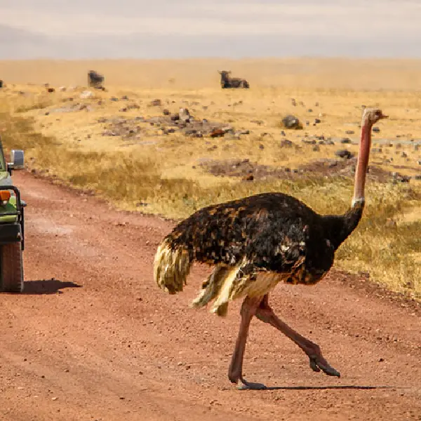 12 DAYS COMBINED KENYA AND TANZANIA ADVENTURE