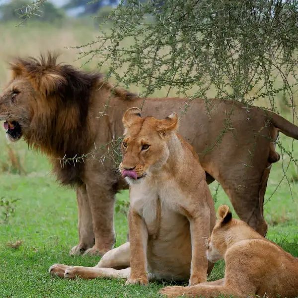 10 DAYS LODGE VACATION PACKAGES KENYA AND TANZANIA