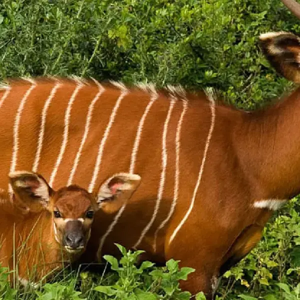 6 DAYS MASAI MARA / LAKE NAKURU/ SAMBURU PRIVATE SAFARI