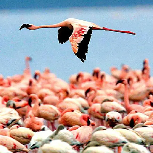 8 DAYS MASAI MARA – LAKE NAKURU- SERENGETI- NGORONGORO LODGE SAFARI