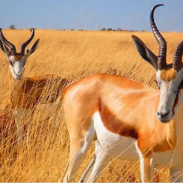 07 DAYS BEST OF KENYA HOLIDAY LODGE SAFARI – MASAI MARA/LAKE NAKURU/NAIVASHA/AMBOSELI.