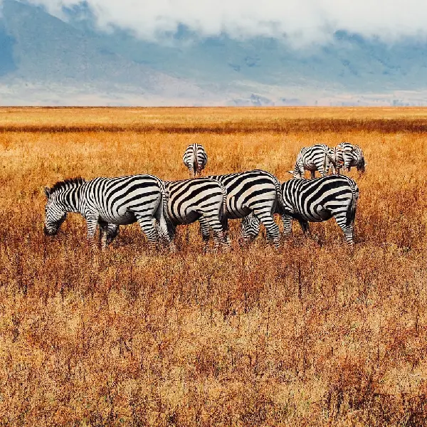 13 DAYS KENYA & TANZANIA LODGE SAFARI PARKS