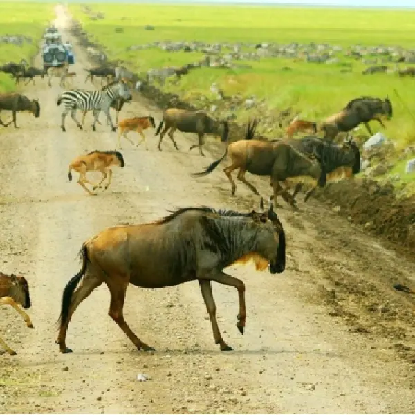 12 DAYS COMBINED KENYA AND TANZANIA ADVENTURE