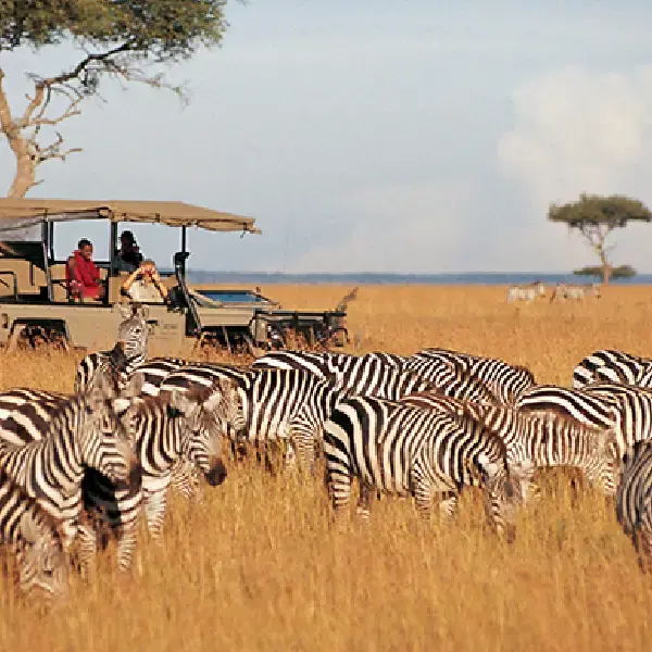 6 DAYS MASAI MARA / LAKE NAKURU/ SAMBURU PRIVATE SAFARI