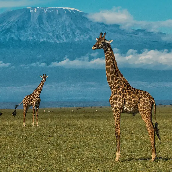 7 DAYS MASAI MARA, NAKURU,NAIVASHA AND AMBOSELI BUDGET SAFARI