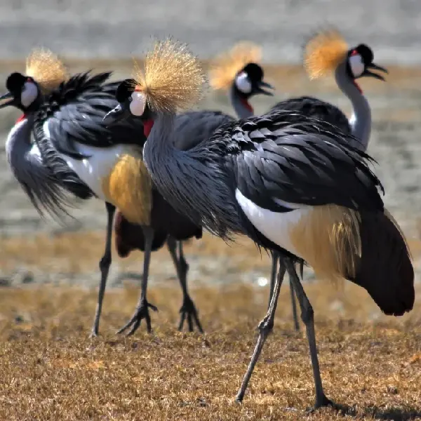 11 DAYS KENYA AND TANZANIA LODGE TOURS