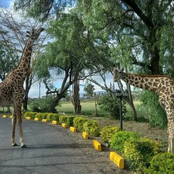 11 DAYS KENYA AND TANZANIA LODGE TOURS