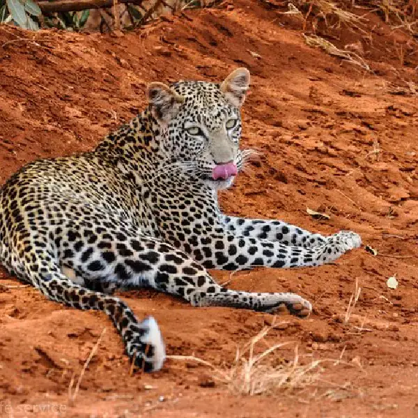 3 DAY TSAVO WEST/TSAVO EAST PRIVATE SAFARI