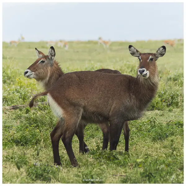 09 DAYS BEST KENYA AND TANZANIA BUDGET SAFARI