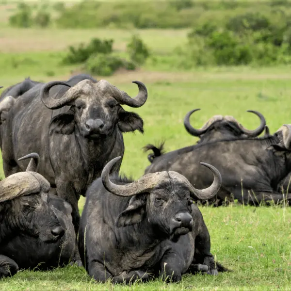 3-Day Masai Mara Migration Safari