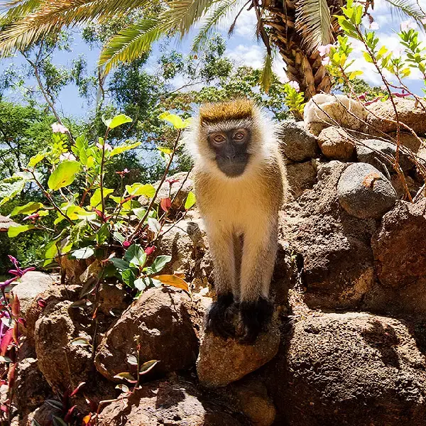 07 DAYS BEST OF KENYA HOLIDAY LODGE SAFARI – MASAI MARA/LAKE NAKURU/NAIVASHA/AMBOSELI.