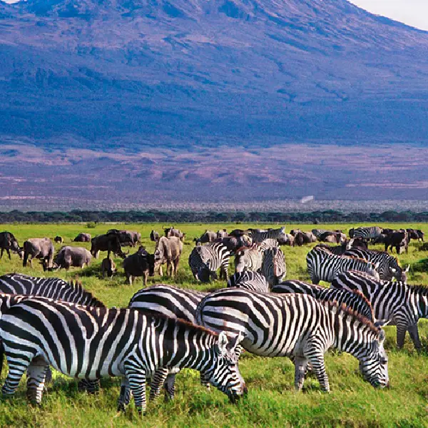 8 DAYS MASAI MARA, NAKURU,NAIVASHA AND AMBOSELI BUDGET SAFARI. ( EXTRA DAY AT THE MASAI MARA)