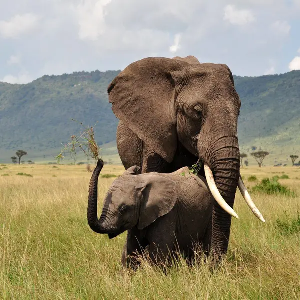 12 DAYS COMBINED KENYA AND TANZANIA ADVENTURE