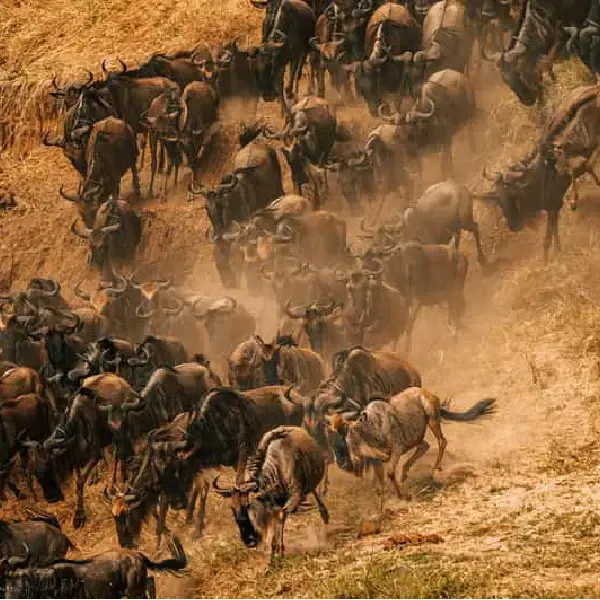 3 DAYS THE GREAT MIGRATION PRIVATE SAFARI