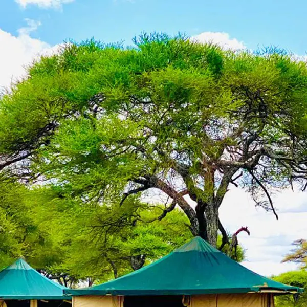 13 DAYS KENYA & TANZANIA LODGE SAFARI PARKS