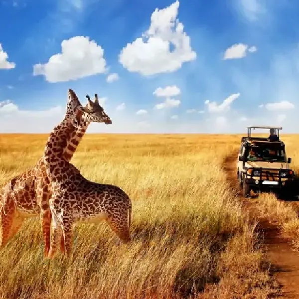 4 DAYS GAME DRIVES PRIVATE SAFARI