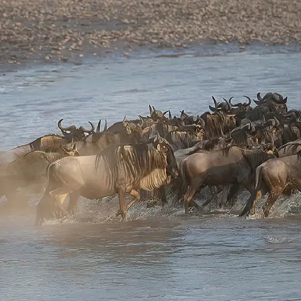 3 DAYS THE GREAT MIGRATION PRIVATE SAFARI