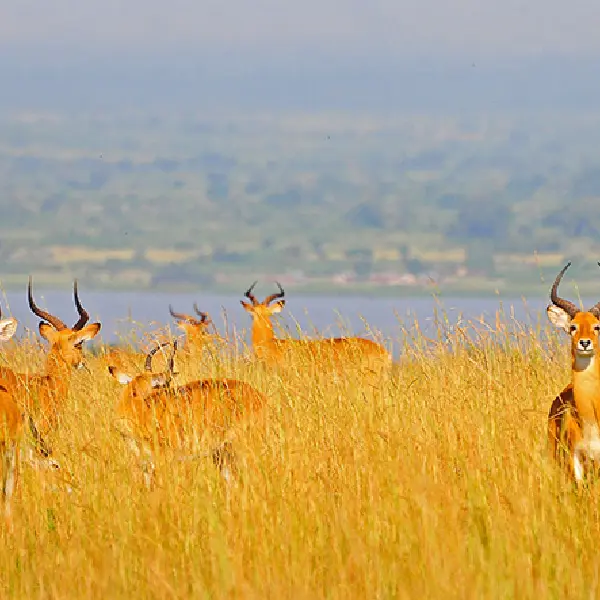 8 DAYS MASAI MARA – LAKE NAKURU- SERENGETI- NGORONGORO LODGE SAFARI