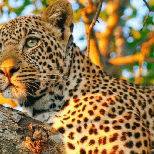 14 DAYS COMBINED KENYA AND TANZANIA BUDGET SAFARI