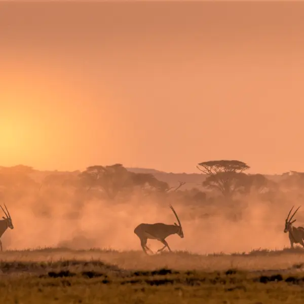 2-Day Masai Mara Overnight Getaway