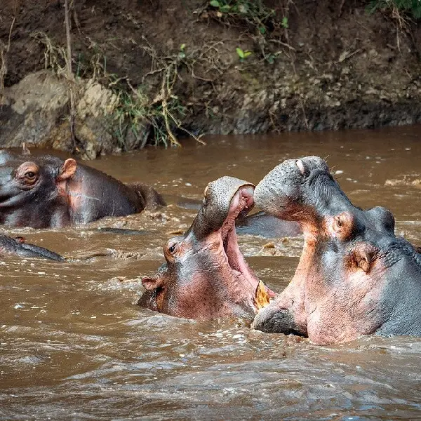 11 DAYS KENYA AND TANZANIA LODGE TOURS