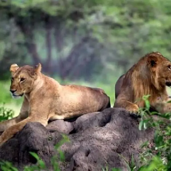 13 DAYS KENYA & TANZANIA LODGE SAFARI PARKS