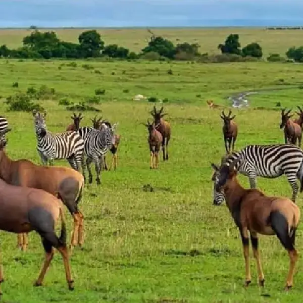 8 DAYS MASAI MARA – LAKE NAKURU- SERENGETI- NGORONGORO LODGE SAFARI