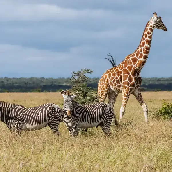 4 DAYS GAME DRIVES PRIVATE SAFARI