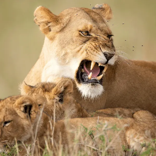 07 DAYS KENYA EXPEDITION PRIVATE