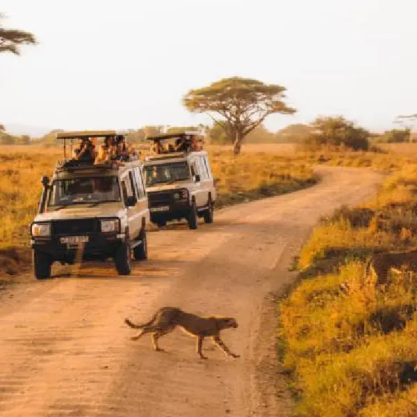 4 DAYS GAME DRIVES PRIVATE SAFARI