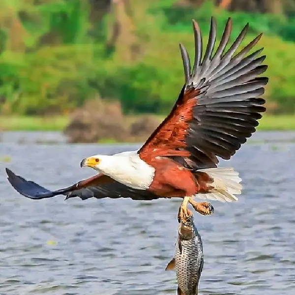 11 DAYS KENYA AND TANZANIA LODGE TOURS