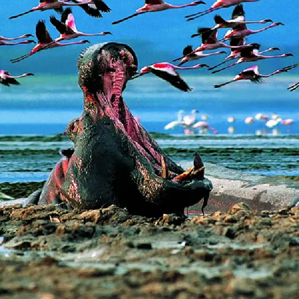 8 DAYS MASAI MARA – LAKE NAKURU- SERENGETI- NGORONGORO LODGE SAFARI