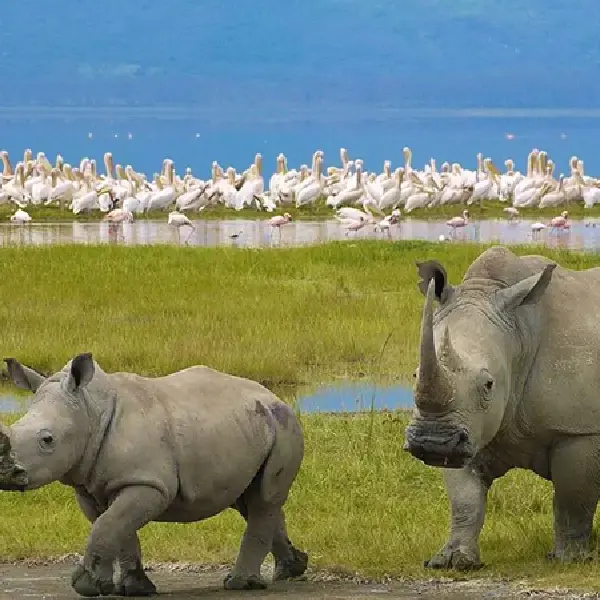 07 DAYS BEST OF KENYA HOLIDAY LODGE SAFARI – MASAI MARA/LAKE NAKURU/NAIVASHA/AMBOSELI.