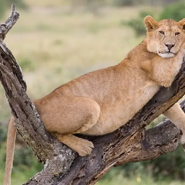 8 DAYS MASAI MARA – LAKE NAKURU- SERENGETI- NGORONGORO LODGE SAFARI