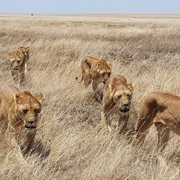 12 DAYS COMBINED KENYA AND TANZANIA ADVENTURE