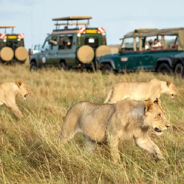 4 DAYS GAME DRIVES PRIVATE SAFARI