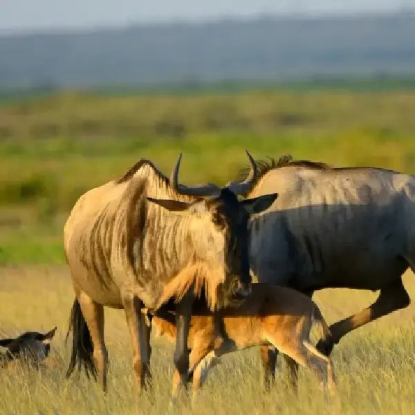 05 DAYS PRIVATE ADVENTURE SAFARI: