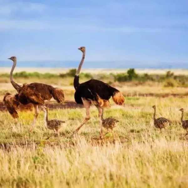 05 DAYS PRIVATE ADVENTURE SAFARI: