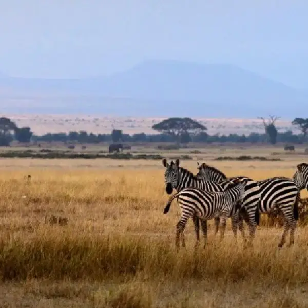 3 DAYS AMBOSELI WILDLIFE SAFARI PRIVATE