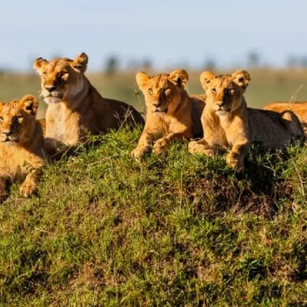 8 DAYS COMBINED KENYA & TANZANIA BUDGET SAFARI
