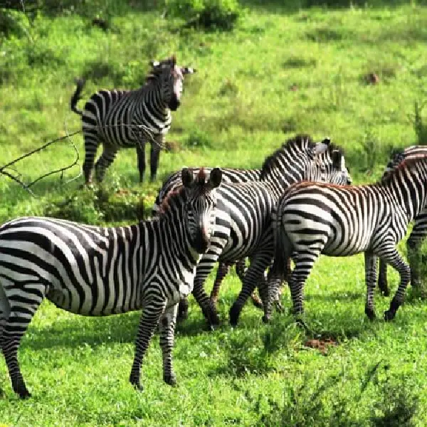 12 DAYS DEEP WILDLIFE ADVENTURE