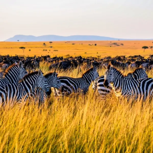 13 DAY BEST OF AFRICAN SAFARIS KENYA AND TANZANIA
