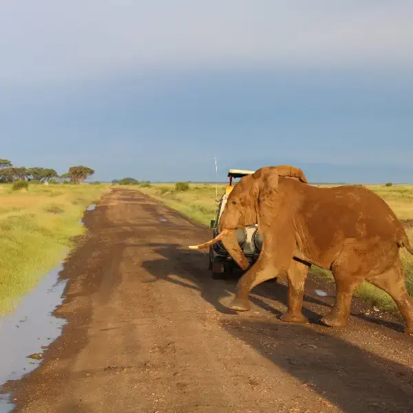 3 DAYS AMBOSELI WILDLIFE SAFARI PRIVATE