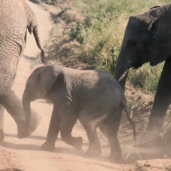 6 DAYS TANZANIA BUDGET SAFARI