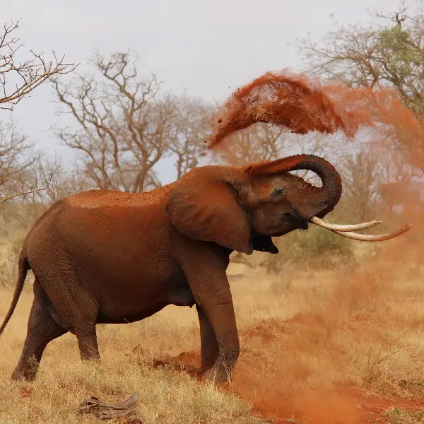 10 DAYS LODGE VACATION PACKAGES KENYA AND TANZANIA