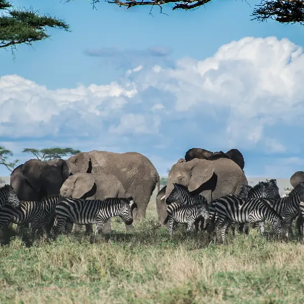 10 DAYS SAFARI & ZANZIBAR BEACH