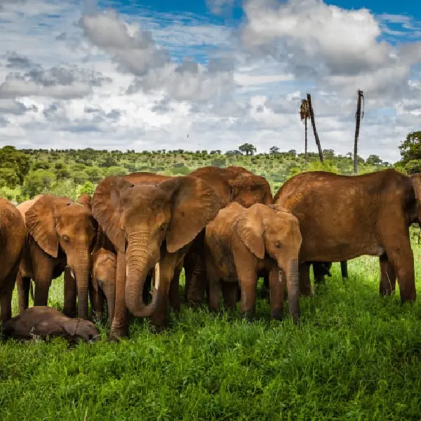 6 DAYS LUXURY TENTED LODGE SAFARI